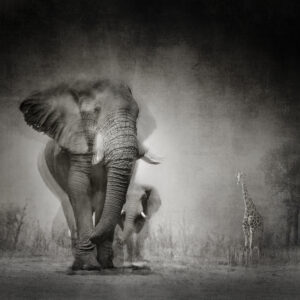 Elephantine tenderness - @Anne-Marie Etienne Photographe