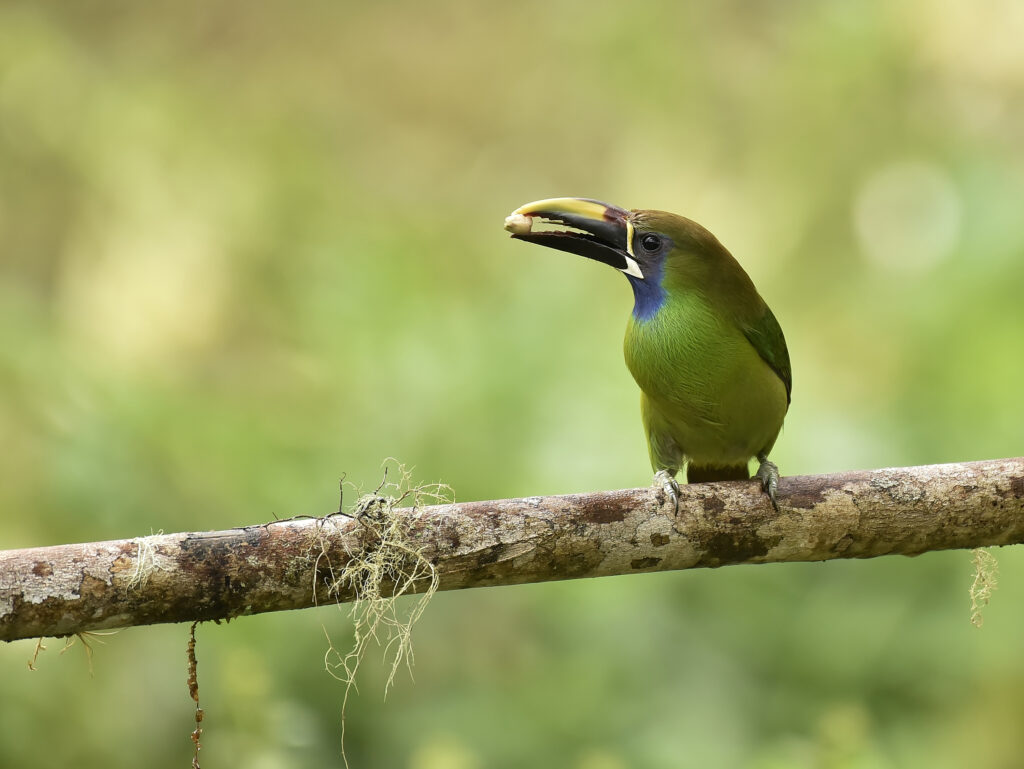 Emerald toucanet - didier robert