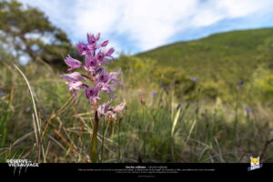 Orchis militaire - Rémi Collange