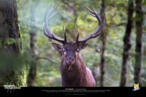 Cerf Elaphe - Fabrice Cahez
