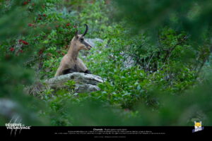 Chamois - Rémi Collange