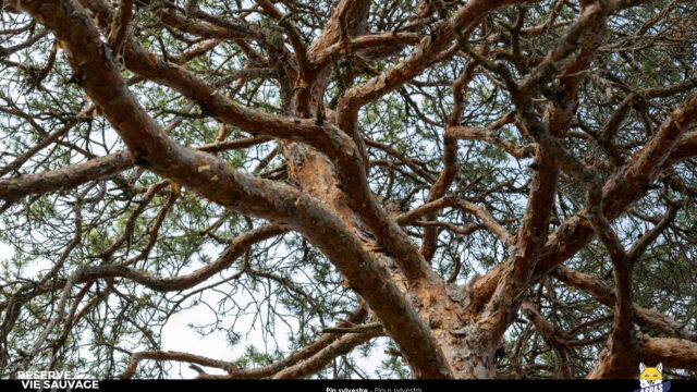 Pin sylvestre - Rémi Collange