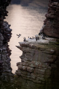 Cap frehel-Guillemots - Florian Roquinach
