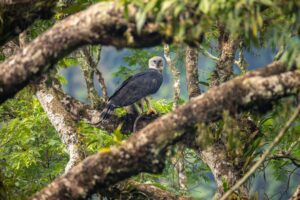 Harpie féroce (Harpia harpyja) - Sierra la Macarena - @ Mathieu Bohringer