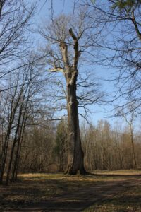 Le gros chêne de la forêt du Val - Didier du Val