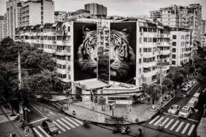 Le Tigre à Chengdu, en Chine - @sonac