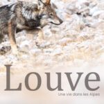 Louve, une vie dans les Alpes