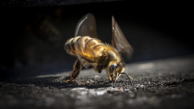 Le bal des Abeilles