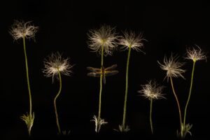 Odonate dans la nuit - Copyright LaurentFIOL