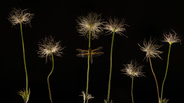 Odonate dans la nuit - Copyright LaurentFIOL