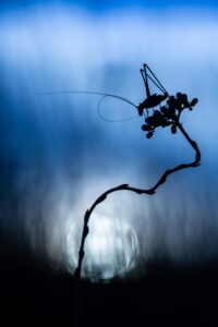 OM - Copyright LaurentFIOL