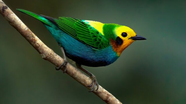 Calliste multicolore (Chlorochrysa nitidissima) - Foret de nuages de Cali - © José Iván Cano