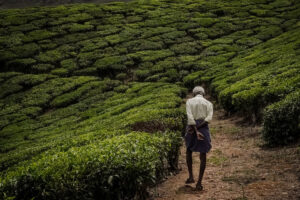The Old Man and the Tea - Julia Neguer