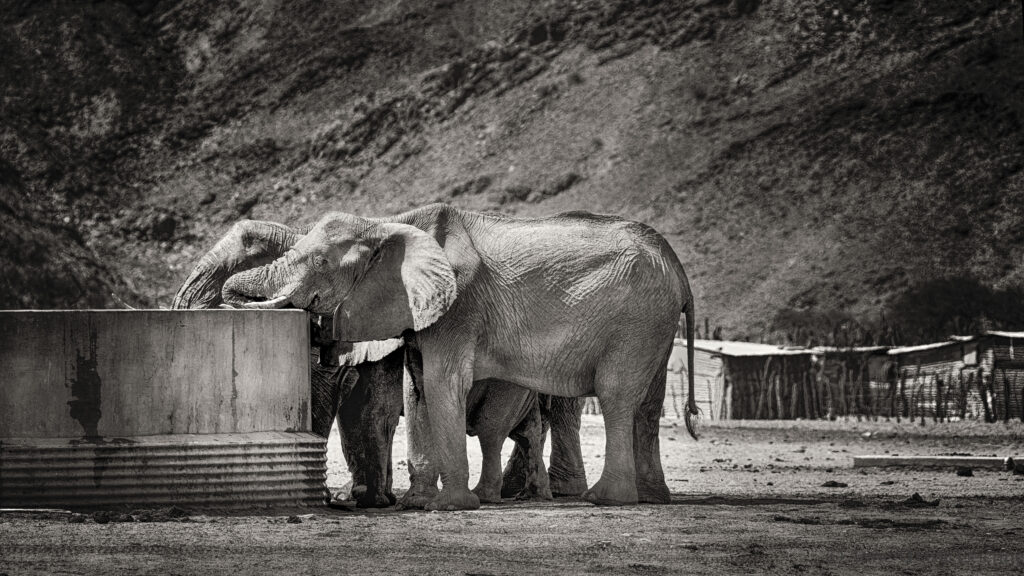 Afrique Australe : les éléphants du désert de Namibie - Anne-Marie ETIENNE