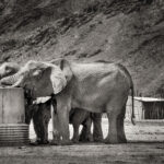 Afrique Australe : les éléphants du désert de Namibie - Anne-Marie ETIENNE