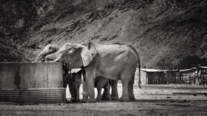 Afrique Australe : les éléphants du désert de Namibie - Anne-Marie ETIENNE