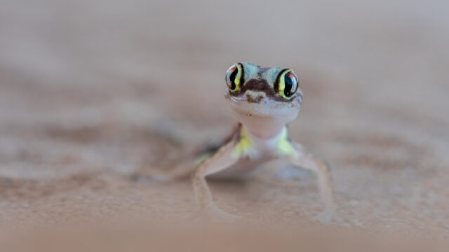 Namib, du sable à la vie