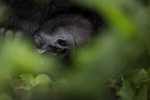 Repos du guerrier - @ Benoit Rondelet