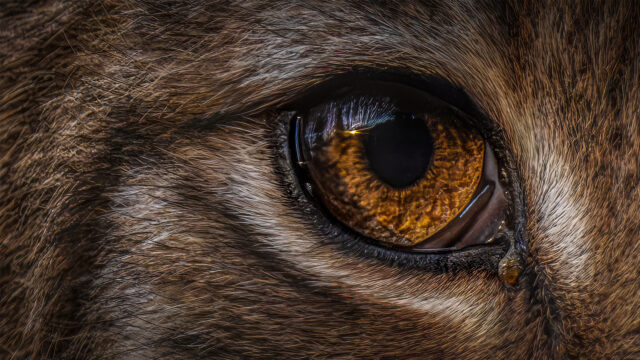 LYNX, à la rencontre d'un monde sauvage