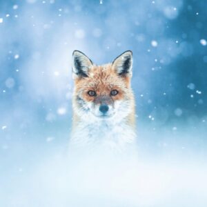 Regards froids - Teddy Bracard