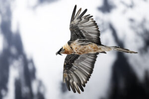 Les ailes des cimes - Thibault Le Fur