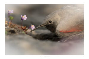 Tichodrome aux trois fleurs - Laurent Bellard