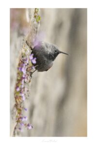 Tichodrome cascade de fleurs - Laurent Bellard