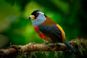 Cabézon Toucan (Semnornis ramphastinus) - Choco Biogéographique - @ Mateo Bohringer