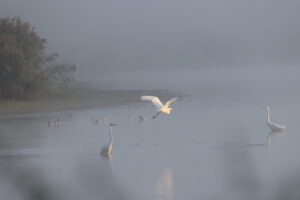Aigrette - MJC ANCERVILLE