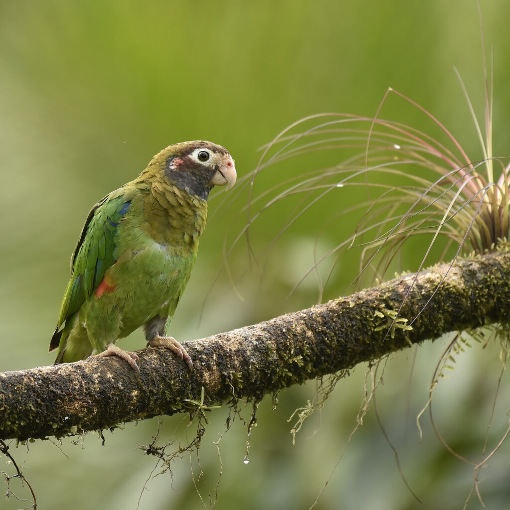 brown hooded parrot - didier robert