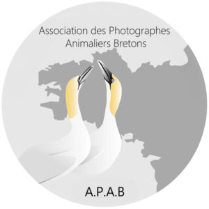 Eclats de vie dans l'immensité,: l'animal dans le paysage