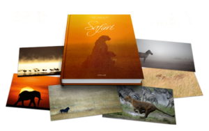 Montier Photo Festival