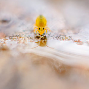Montier Photo Festival